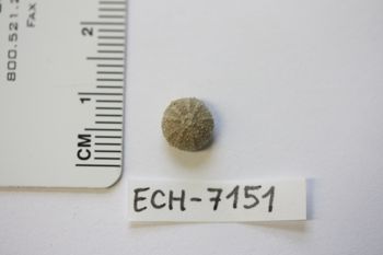 Media type: image;   Invertebrate Zoology ECH-7151 Description: Preserved specimen.;